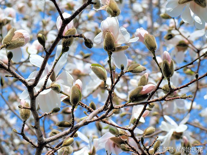 祖玛珑香水星花木兰,祖马龙花木兰香氛