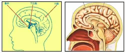 45岁女人腰椎骨折,月经期间胸椎骨折