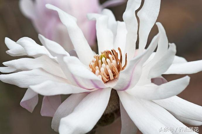 祖玛珑香水星花木兰,祖马龙花木兰香氛