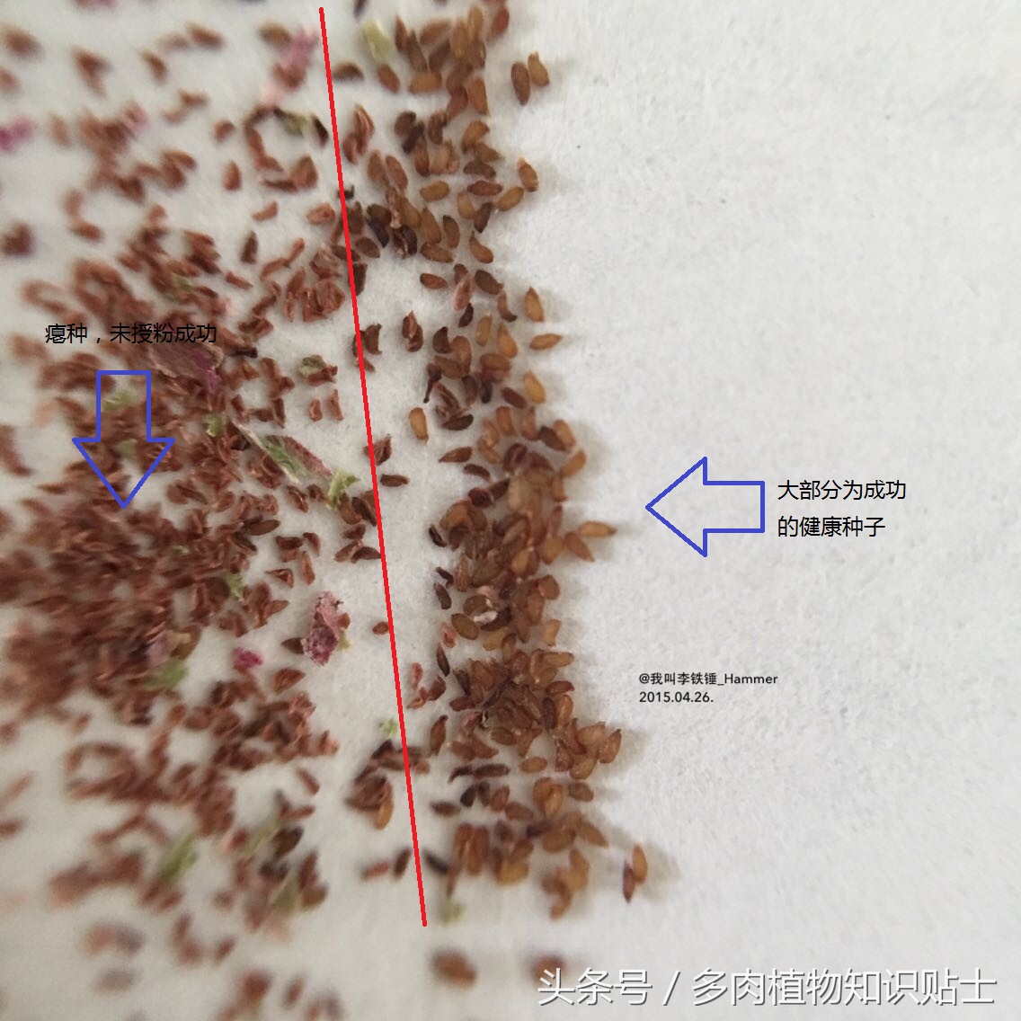 多肉种子有假的吗,多肉种子鉴别