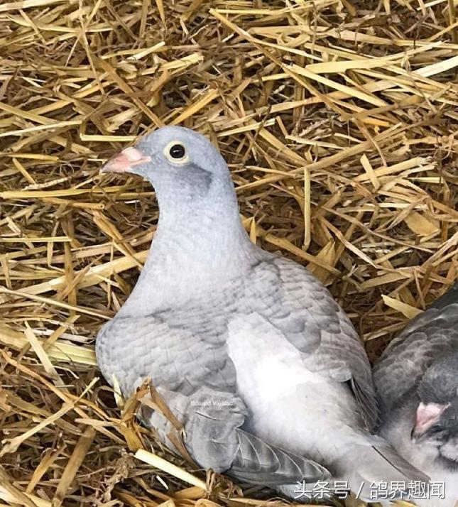 自己养鸽子有必要养信鸽吗,养信鸽好还是赛鸽好