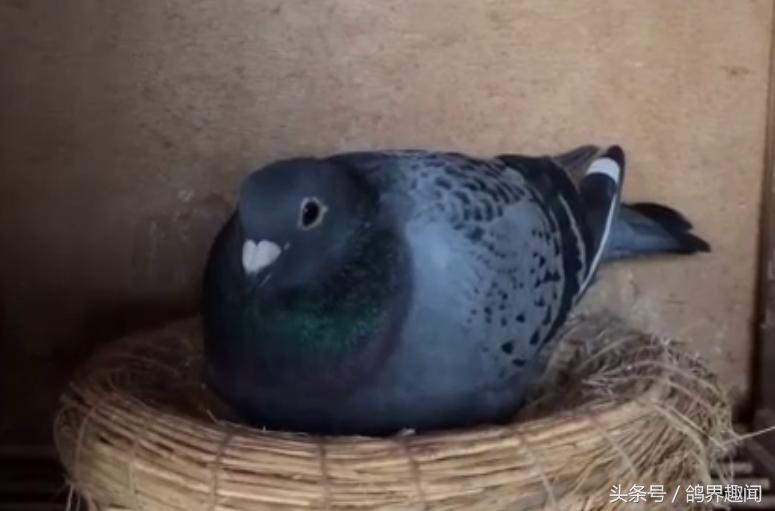 鸽子一年繁殖几窝蛋合适,冬天鸽子孵蛋注意事项