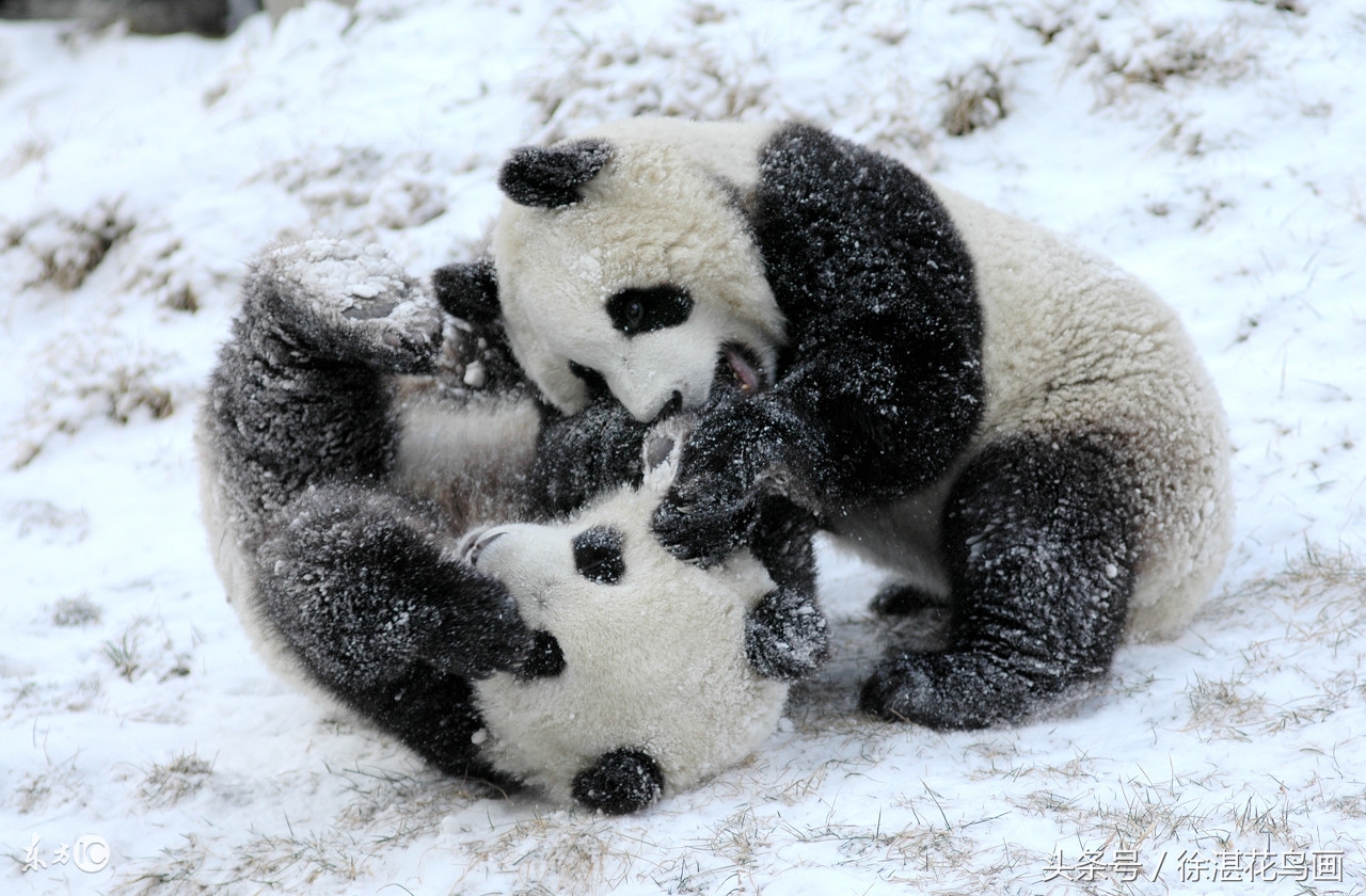 画成熊猫的狗图片,画成熊猫的松狮