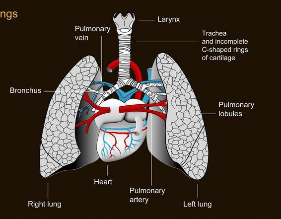 慢性支气管炎患者这几件事要避免,中医能彻底治愈慢性支气管炎吗