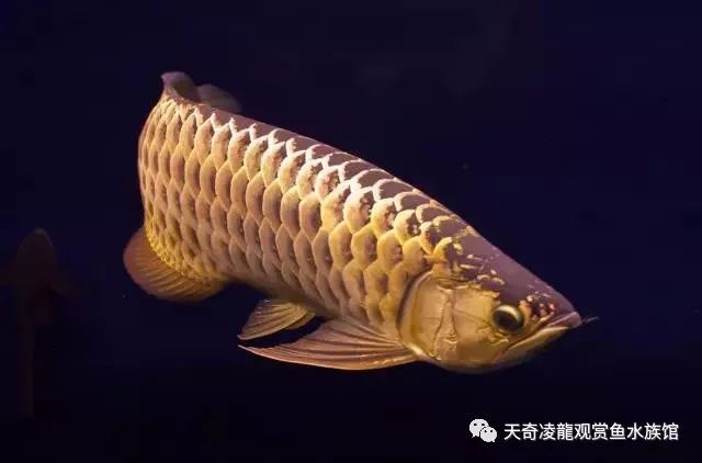 龙鱼受惊,龙鱼受惊如何封缸