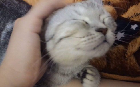 武汉市联合宠物医院怎么样,武汉联合动物医院养宠物