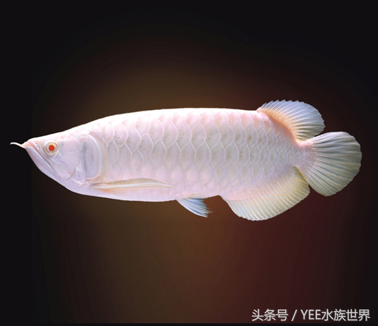 十大名贵淡水观赏鱼排行榜,十大淡水观赏鱼排行榜