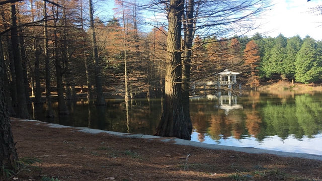 四明山区森林公园,四明山森林公园夏天