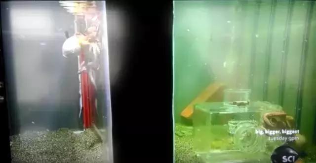 蔑视中心法则的章鱼,章鱼哥智商逆天