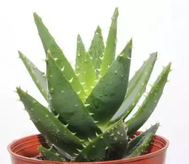 什么值得买ai版,什么都值得买是真是假