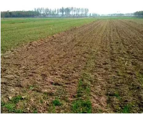 小麦苗弱苗黄如何补救,小麦黄苗死苗什么原因怎么补救