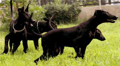 黑狼犬怎么样训练,黑狼犬训练的正确方法