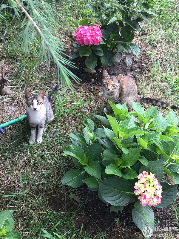 捡到的猫咪要不要归还给原主子,捡到一只流浪猫要注意事项