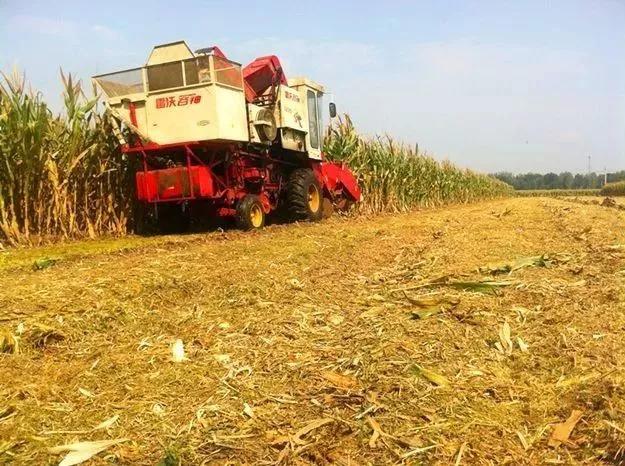 小麦苗弱苗黄如何补救,小麦黄苗死苗什么原因怎么补救