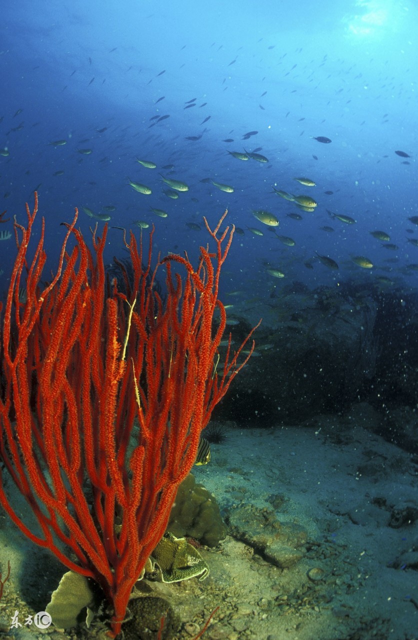 最真实的红珊瑚,这才是真正的红珊瑚
