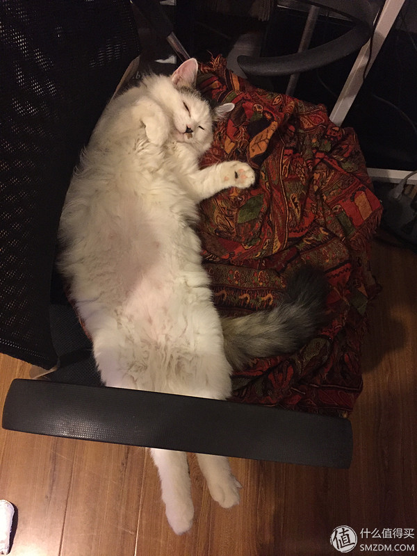 捡到的猫咪要不要归还给原主子,捡到一只流浪猫要注意事项