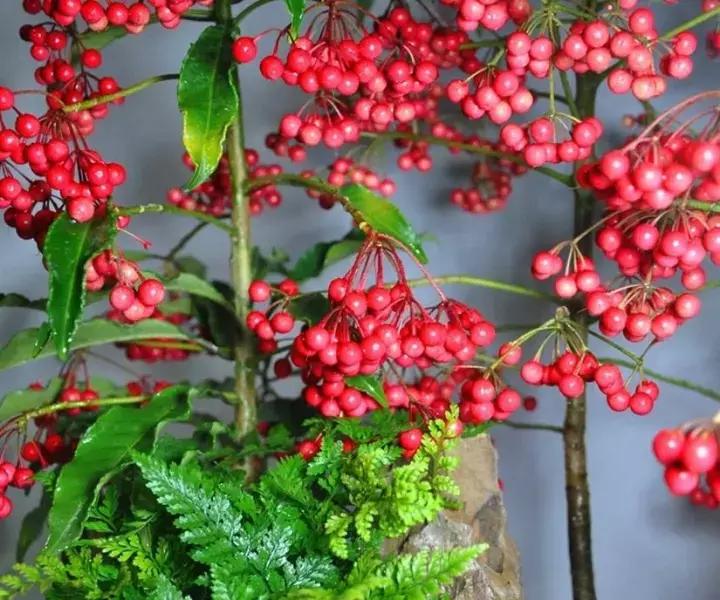 客厅能养金玉满堂吗,客厅养金枝玉叶花好吗