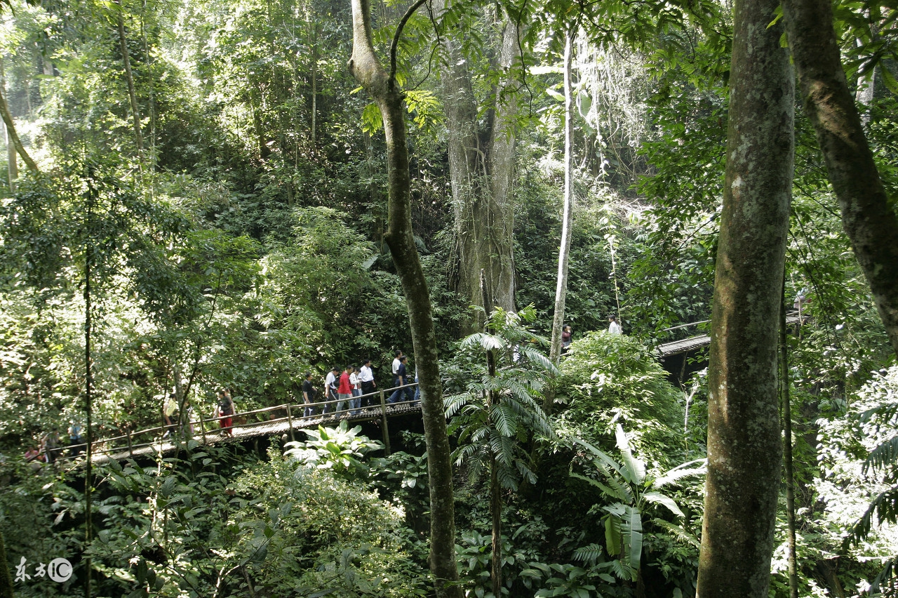 不出国体验异国风情西双版纳,去西双版纳感受傣族民族风情
