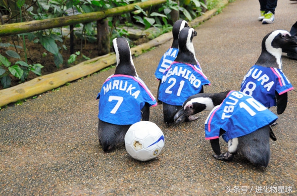 球赛频繁丢球斗殴，观众却喝彩，原来球员都是可爱动物