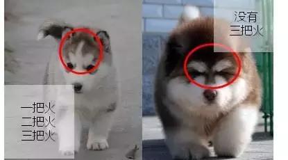 哈士奇和阿拉斯加的区别懂了吧,哈士奇和阿拉斯加的区别在哪里