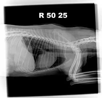 宠物狗胰腺炎的症状与治疗方法,狗狗胰腺炎其实和犬种有关