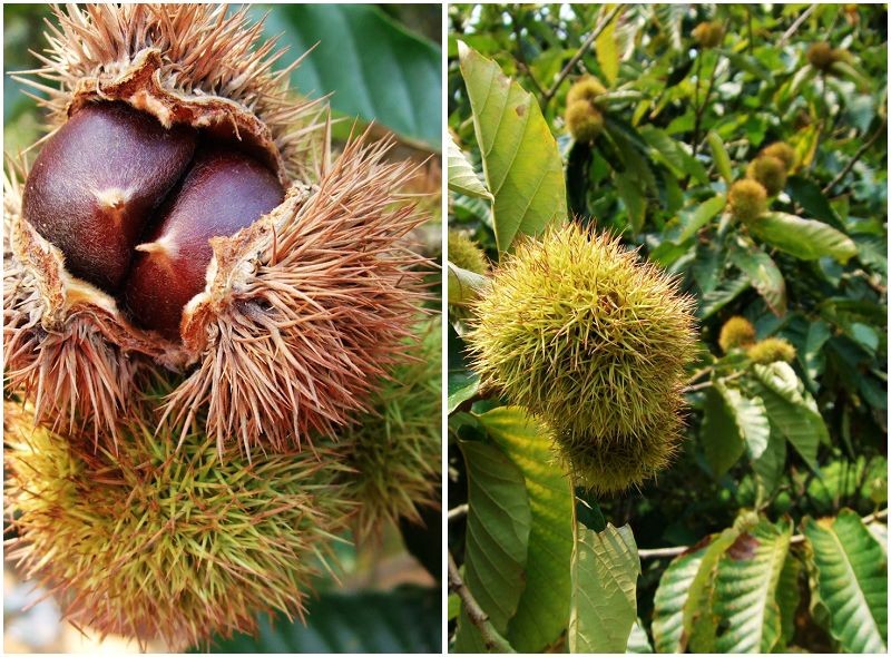 来肇庆端州旅游去哪玩,去肇庆市旅游带什么手信