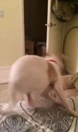 在家敷了片面膜，被狗子看到后，竟被...