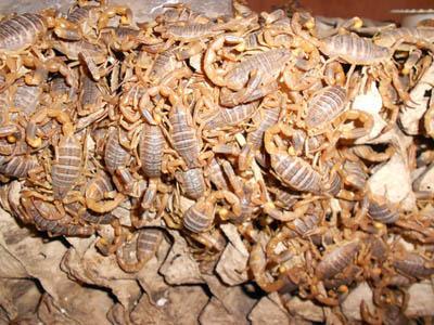 最挣钱的养殖业养殖什么不愁销路,穷人养殖什么最挣钱新型养殖业