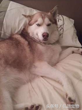 狗狗喜欢睡床,狗狗喜欢睡床边什么意思