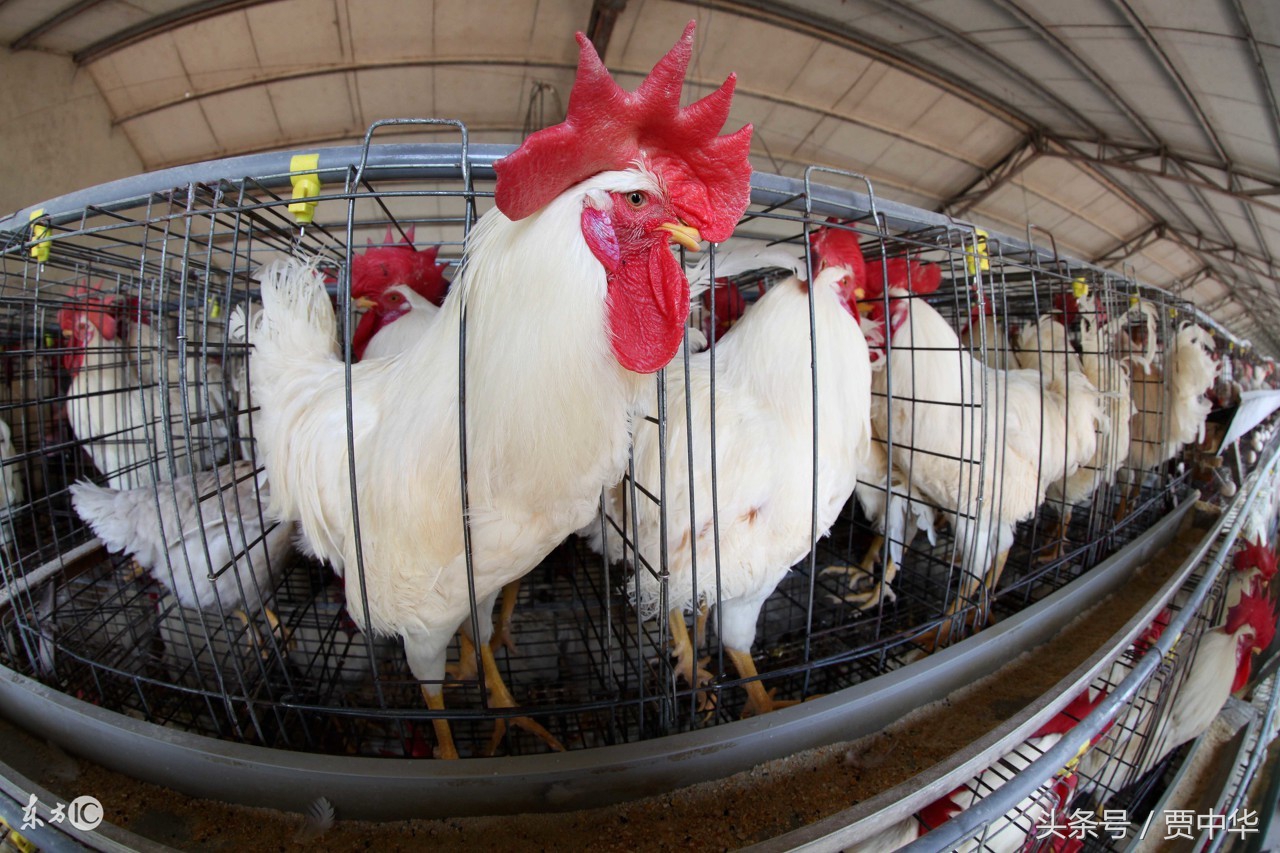 晋龙集团养殖场,晋龙集团鸡蛋报价