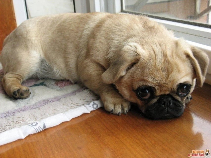 世界名犬品种介绍各多少钱,世界大型名犬高清图