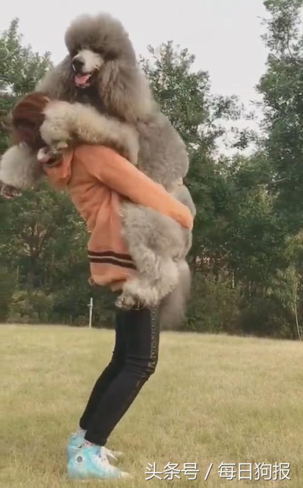 巨型泰迪排队抱主人腿,一米七高的巨型泰迪