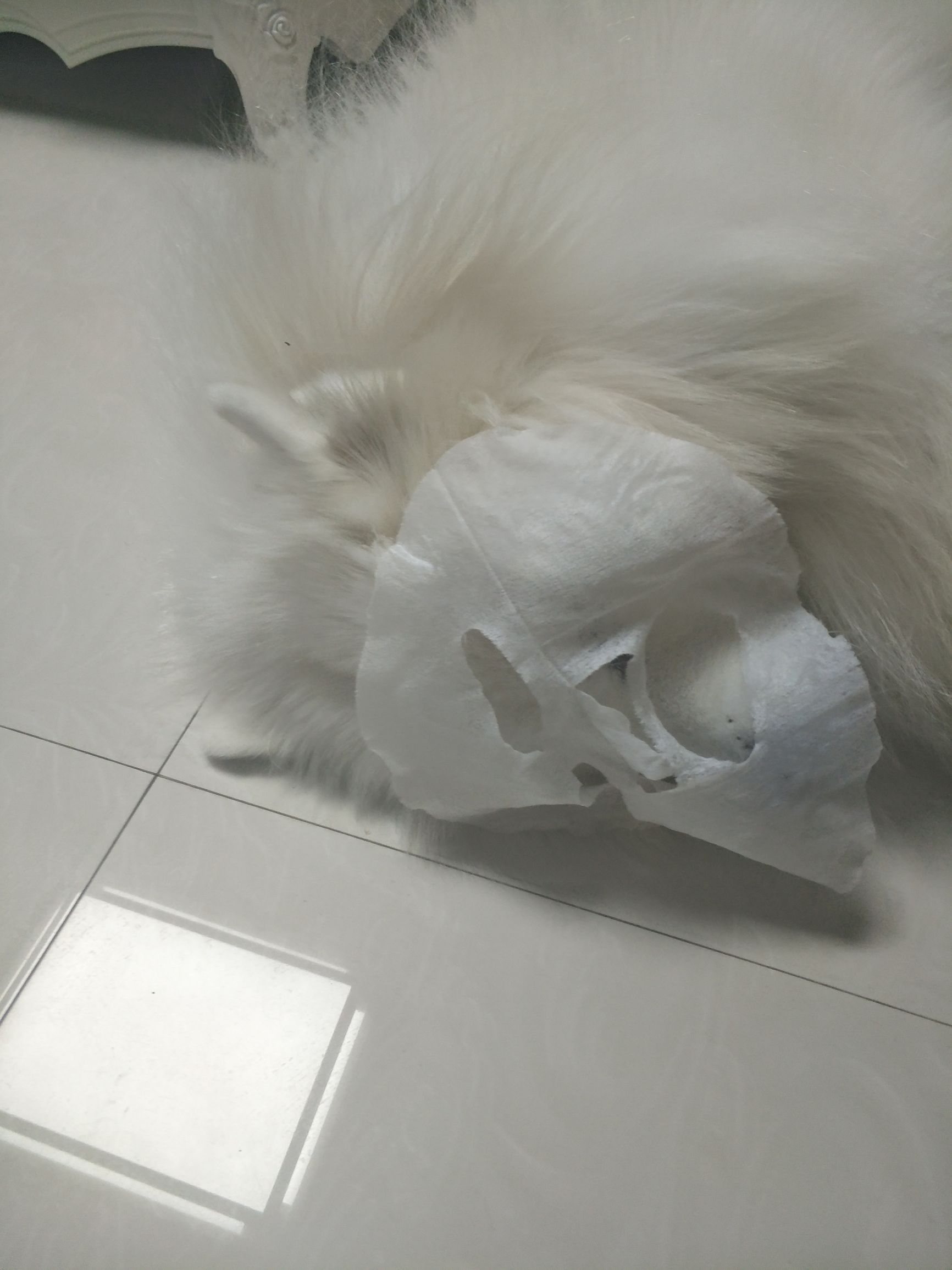 面膜贴过了舍不得扔？没关系，别浪费赏给家里的狗子吧！