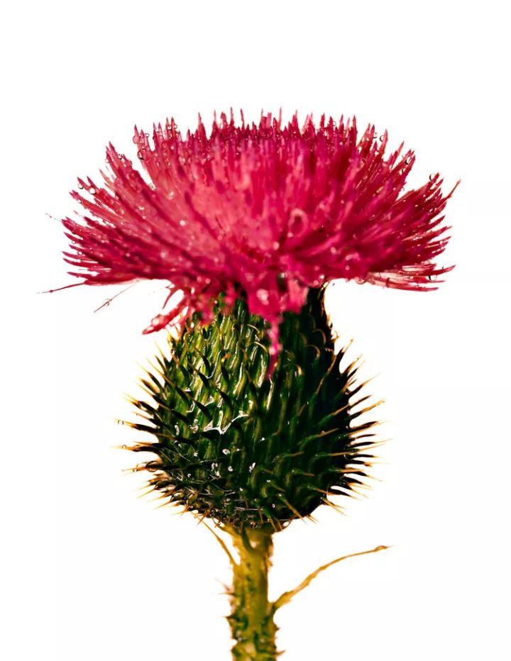 欧文佩恩摄影大师,欧文佩恩高清大图