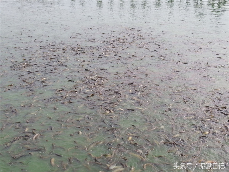 养殖泥鳅赚钱吗,泥鳅养殖亏本多