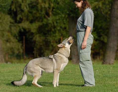 罗威纳犬和捷克狼犬哪种好,世界上最昂贵的狗品种