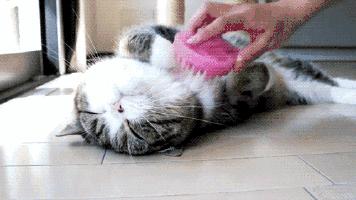 一支不到17元的粉底液,最新推荐值得入手的粉底刷