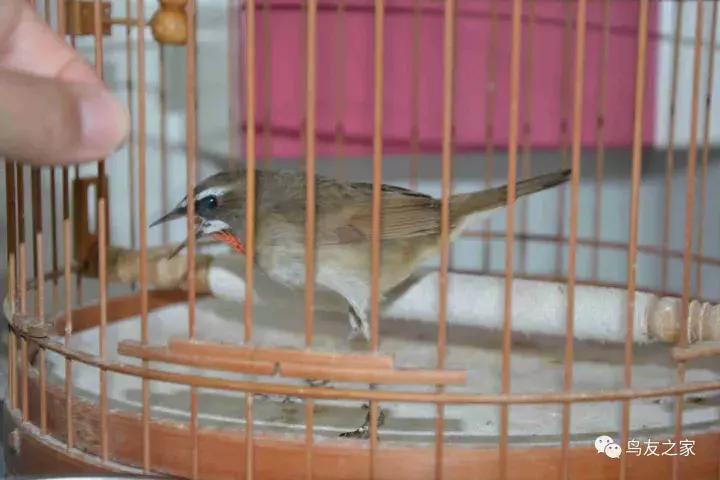 蓝点颏冬季,靛颏冬季饲养管理