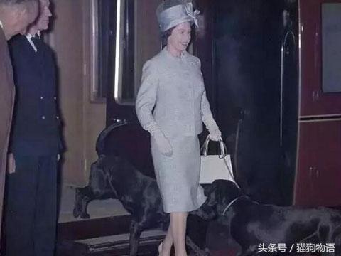 女王最喜欢哪个柯基,女王最喜欢的柯基犬