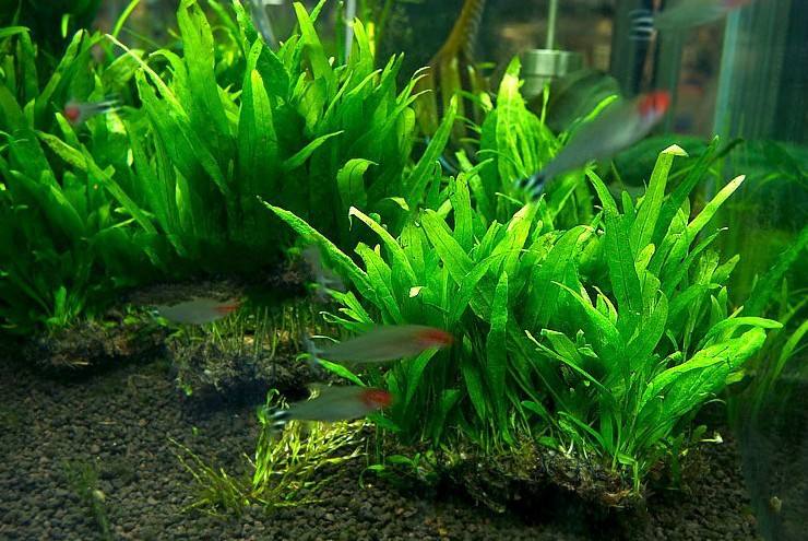 哪种水草最好养活不烂还能繁殖,草缸造景如何养好水草