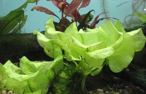 草缸造景中景草怎样选,草缸水草造景教学视频