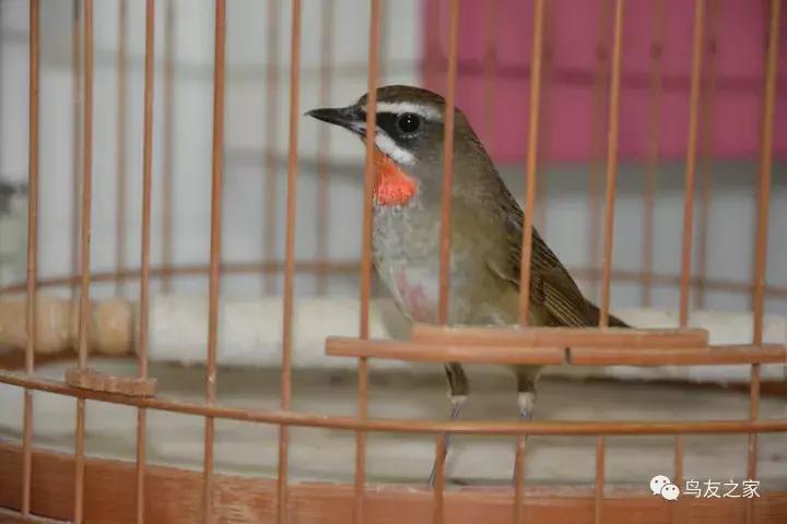 闲聊养鱼技巧大全,闲聊冬季野钓