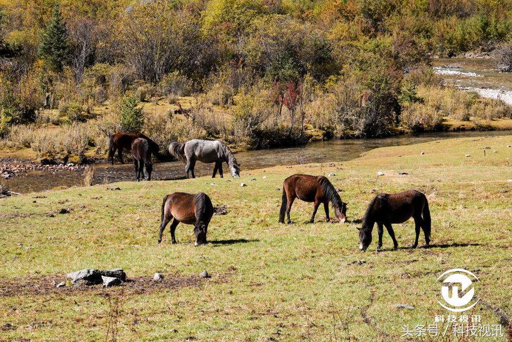 索尼黑卡一镜走天下哪个强,索尼黑卡rx10iv相机怎么样