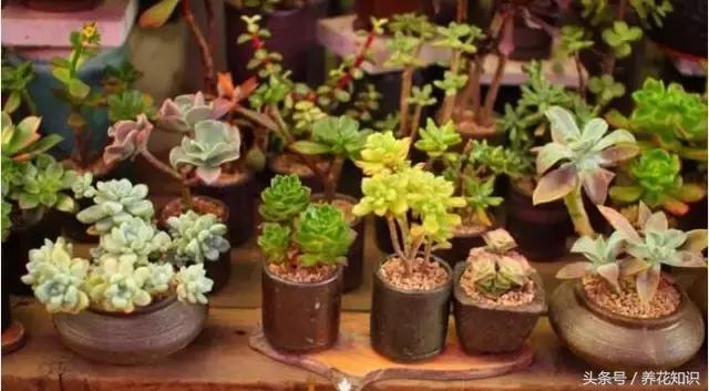 新买的多肉怎么养才能养好,养多肉的乐趣在于什么