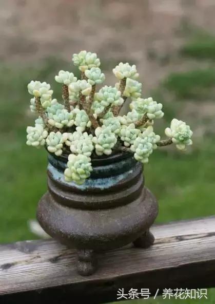 新买的多肉怎么养才能养好,养多肉的乐趣在于什么