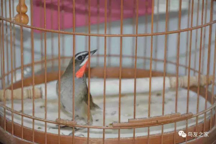 闲聊养鱼技巧大全,闲聊冬季野钓