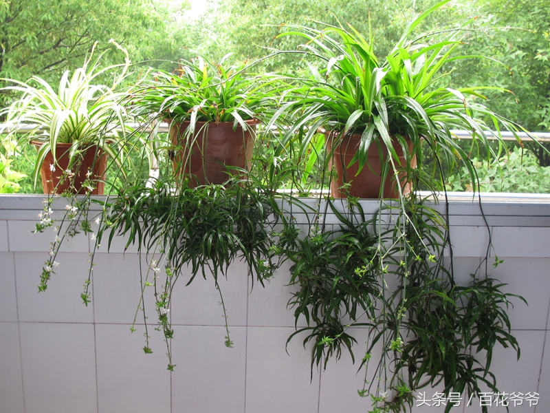 吸甲醛的盆栽植物排行榜,盆栽去甲醛最好的植物