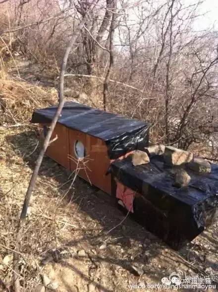 2017温暖继续！感谢CATS慈善基金连续五年为流浪猫提供温暖冬屋！