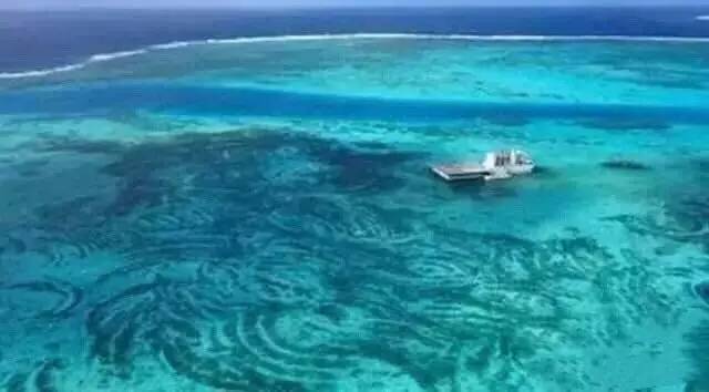 价值暴涨的收藏品,砗磲升值空间有多大