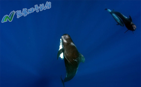 手机版张家口新闻网,张家口新闻头条视频